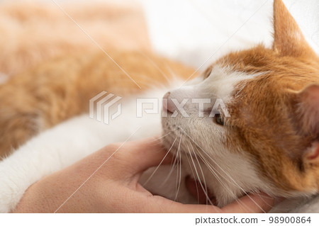 Stroking a cat, brown tabby white Stroking a cat, brown tabby white 98900864