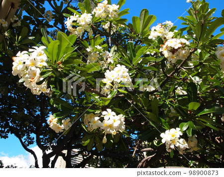 Plumeria blooming on Oahu, Hawaii Plumeria blooming on Oahu, Hawaii 98900873