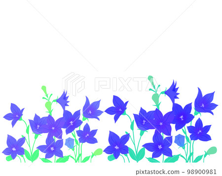 Kikyo flower 98900981