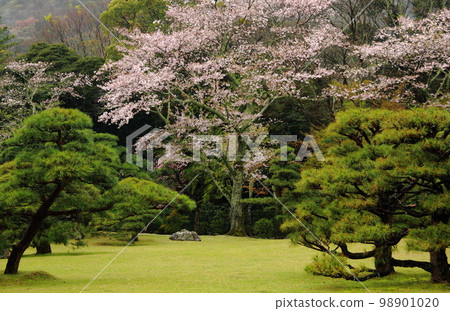 Blossom  Inner Forest