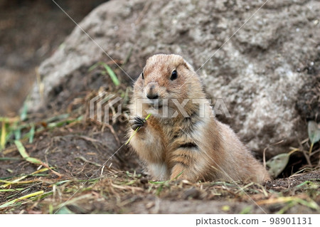 草原土撥鼠手裡拿著草 98901131