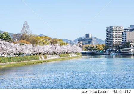 Hiroshima City, Hiroshima Prefecture Springtime Hiroshima Peace Memorial Park with cherry blossoms in full bloom and the Atomic Bomb Dome seen across the Motoyasu River 98901317