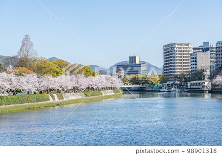Hiroshima City, Hiroshima Prefecture Springtime Hiroshima Peace Memorial Park with cherry blossoms in full bloom and the Atomic Bomb Dome seen across the Motoyasu River Hiroshima City, Hiroshima Prefecture Springtime Hiroshima Peace Memorial Park with cherry blossoms in full bloom and the Atomic Bomb Dome seen across the Motoyasu River 98901318