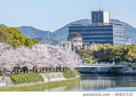 Hiroshima City, Hiroshima Prefecture Springtime Hiroshima Peace Memorial Park with cherry blossoms in full bloom and the Atomic Bomb Dome seen across the Motoyasu River Hiroshima City, Hiroshima Prefecture Springtime Hiroshima Peace Memorial Park with cherry blossoms in full bloom and the Atomic Bomb Dome seen across the Motoyasu River 98901320