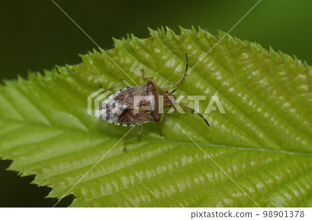 Closeup on the Parent bug, Elasmucha grisea sitting on a green leaf 98901378