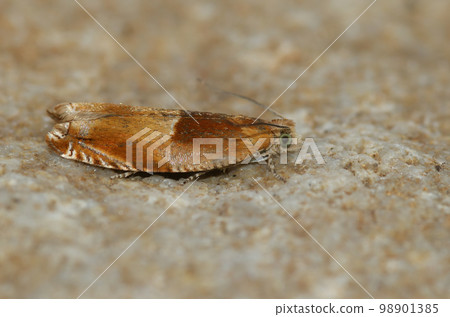 Closeup on the small but colorful Red roller moth, Ancylis mitterbacheriana sitting on a stone Closeup on the small but colorful Red roller moth, Ancylis mitterbacheriana sitting on a stone 98901385