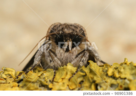 Frontal detailed closeup of the figure of eighty owlet moth, Tethea ocularis Frontal detailed closeup of the figure of eighty owlet moth, Tethea ocularis 98901386