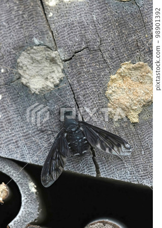 Closeup on the parasitic Black bee fly , Anthrax anthrax sitting around the Osmia cornuta nests at the bee-hotel Closeup on the parasitic Black bee fly , Anthrax anthrax sitting around the Osmia cornuta nests at the bee-hotel 98901392