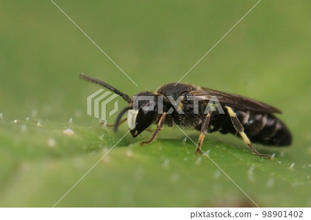 Closeup on a small White-jawed Yellow-face Bee, Hylaeus confusus sitting on a green leaf Closeup on a small White-jawed Yellow-face Bee, Hylaeus confusus sitting on a green leaf 98901402