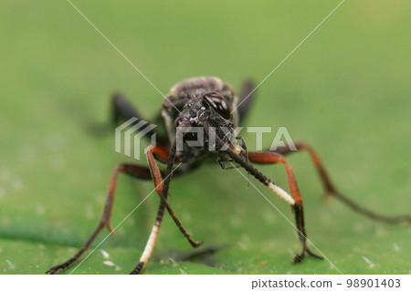 Closeup on a large and colorful Ichneumonid wasp, Vulgichneumon saturatorius sitting on a green leaf 98901403