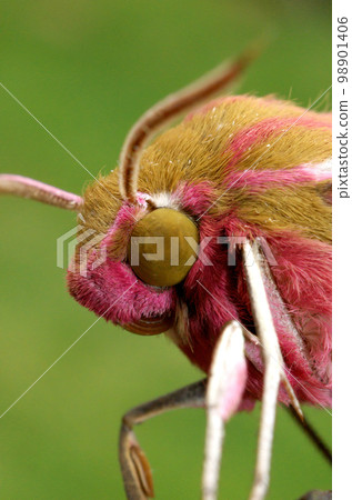 Closeup on the colorful pink to green Elephant moth, Deilephila elpenor against a green blurred background 98901406