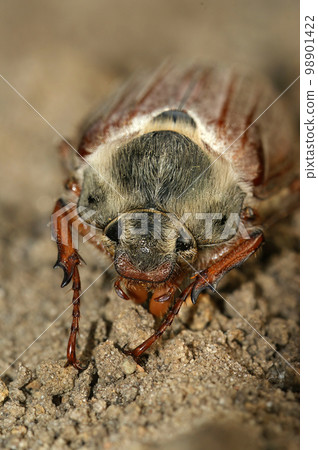 Closeup on a white haired Cockchafer may-bug beetle, Melolontha melolontha, on the ground 98901422