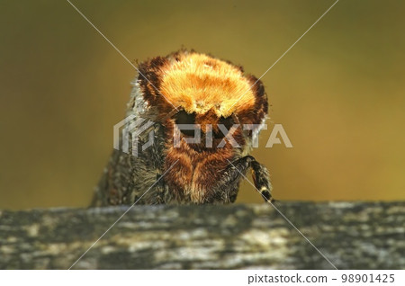 Closeup on the colorful Prominent moth buff-tip puss moth, Phalera bucephala Closeup on the colorful Prominent moth buff-tip puss moth, Phalera bucephala 98901425