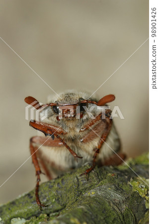 Closeup on a white haired Cockchafer may-bug beetle, Melolontha melolontha, in the garden 98901426