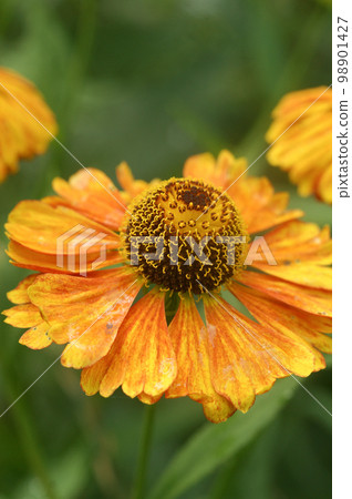 Closeup on the colorful orange blossoming sneezeweed Helenium autumnale 98901427
