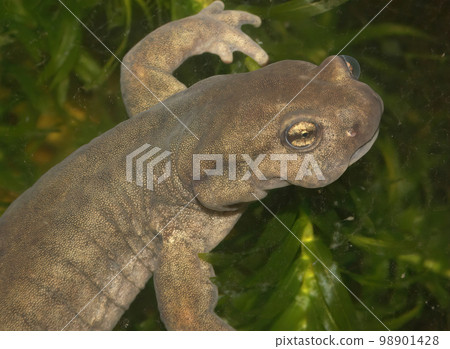 Closeup of a female of the critically endangered Semirechensk salamander, Ranodon sibericus , endemic to Russia Closeup of a female of the critically endangered Semirechensk salamander, Ranodon sibericus , endemic to Russia 98901428