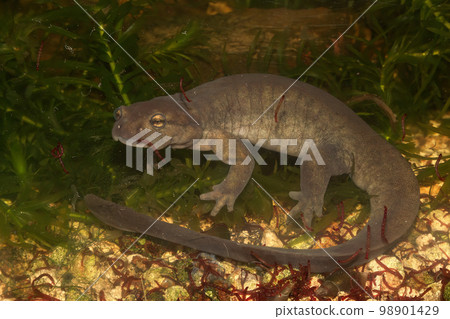 Closeup of a female of the critically endangered Semirechensk salamander, Ranodon sibericus , endemic to Russia 98901429