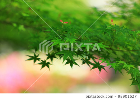 Blue autumn leaves and petals of autumn leaves 98901627