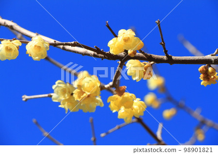 Blue sky and Rowbay Blue sky and Rowbay 98901821