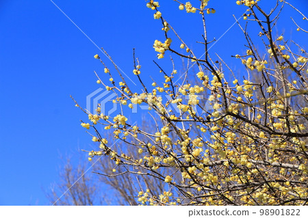 Blue sky and Rowbay Blue sky and Rowbay 98901822