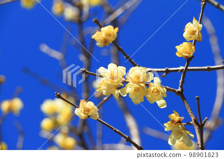 Blue sky and Rowbay Blue sky and Rowbay 98901823