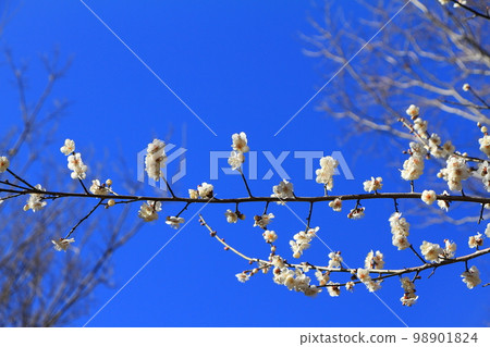 Blue sky and plum blossoms 98901824