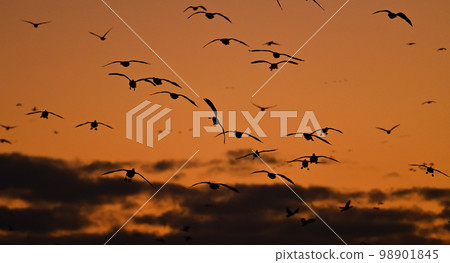 White-fronted geese evening view 52 (Miyagi Prefecture) White-fronted geese evening view 52 (Miyagi Prefecture) 98901845