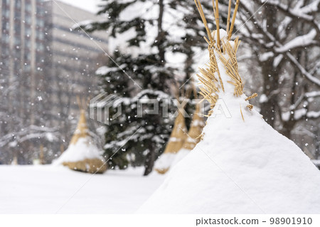 冬天的札幌 北海道政府廳前的雪圍場 北海道札幌市 冬天的札幌 北海道政府廳前的雪圍場 北海道札幌市 98901910