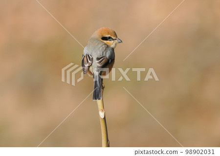 我在里山遇到的雄伯勞 我在里山遇到的雄伯勞 98902031