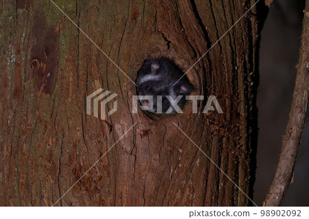 巨型鼯鼠③（山梨縣） 98902092