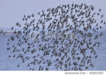 畜群①（千葉縣） 98902093