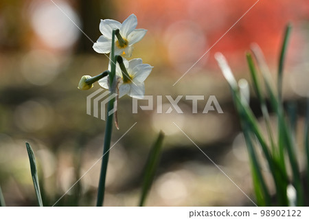 冬日盛開的水仙 98902122
