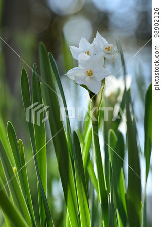 Narcissus blooming in winter 98902126