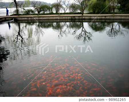 Flower port fish viewing (China _ Hangzhou) 98902265