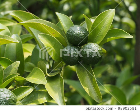 Immature fruits of Hirami Lemon (Shikwasa) 98902581