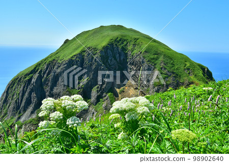 禮文島桃岩和花 禮文島桃岩和花 98902640