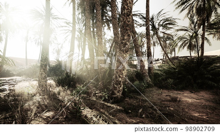 The Palms Oasis trail is one of many popular hikes in National Park The Palms Oasis trail is one of many popular hikes in National Park 98902709