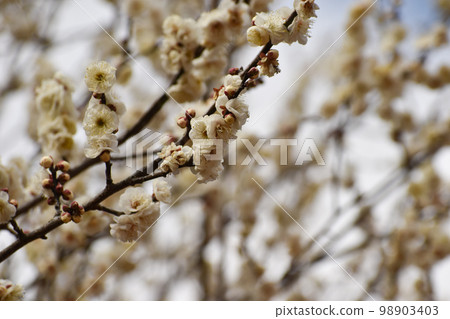 Early spring white plum Early spring white plum 98903403