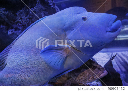 Spectacled wrasse Overlapping fish Spectacled wrasse Overlapping fish 98903432