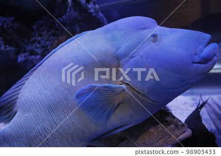 Spectacled wrasse Overlapping fish Spectacled wrasse Overlapping fish 98903433