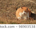 Sakura cat closing her eyes in the grass 98903538