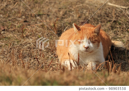 櫻花貓在草叢中閉上眼睛 98903538