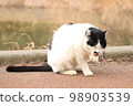 Sakura cat licking hand 98903539