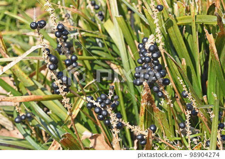 The fruit of Yaburan (Yabran) 98904274