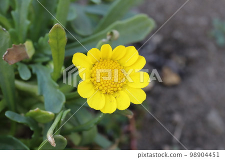 日本冬季花園菊花多核黃花 98904451