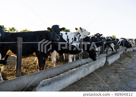 Milk cows on a outdoor farm eating a fresh hay. Modern farm cowshed with milking cows. Dairy cows. Livestock concept. 98904812