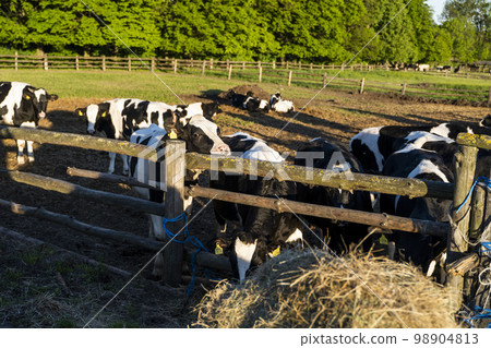 Milk cows in a pen on a farm. Livestock concept. Dairy farm, cattle, feeding cows on farm. Milk cows in a pen on a farm. Livestock concept. Dairy farm, cattle, feeding cows on farm. 98904813