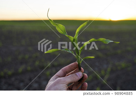 Young maize sprout in a hand of a farmer checking the quality and growth of the plant with a sunset sky. Agricultural process. 98904885