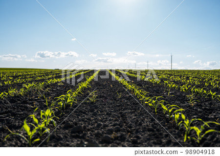 Maize seedling in the agricultural garden with blue sky. Agriculture, healthy eating, organic food, growing, cornfield. Maize seedling in the agricultural garden with blue sky. Agriculture, healthy eating, organic food, growing, cornfield. 98904918