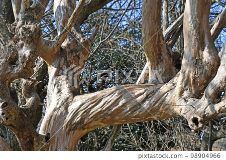 crape myrtle tree trunk 98904966